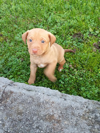 Cucciolo di cane meticcio di taglia medio/piccola