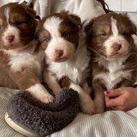 Cucciole di pastore australiano