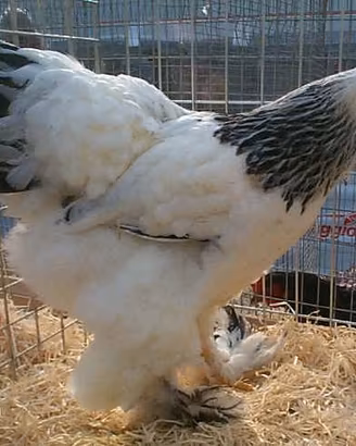 Polli brahma