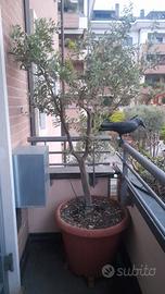 ALBERO ULIVO anni 26