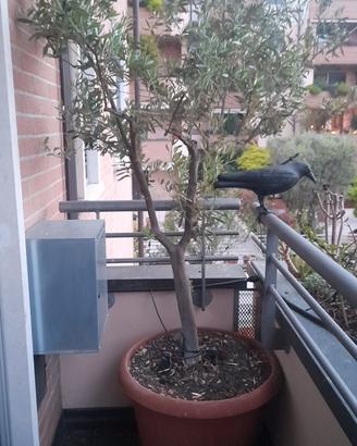 ALBERO ULIVO anni 26