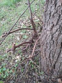 VINO CLINTON 40 PIANTE 