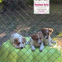 Cuccioli Jack Russell pelo ruvido
