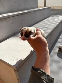 Jack Russell Terrier