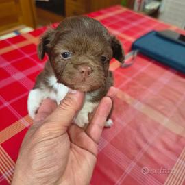 Chihuahua a pelo lungo maschio