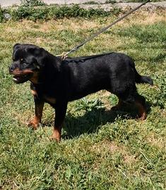 Rottweiler femmina