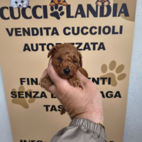 Barboncino mini toy red 2M 3F anche a rate