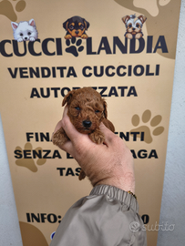 Barboncino mini toy red 2M 3F anche a rate