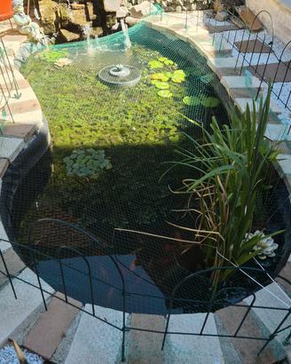Grandi Mazzi di Ceratophyllum- Pianta acquatica