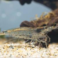 Caridina Multidentata Japonica - Acqua Dolce