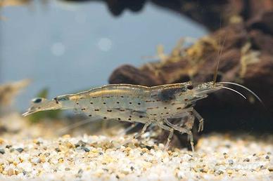 Caridina Multidentata Japonica - Acqua Dolce