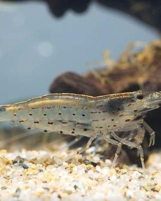 Caridina Multidentata Japonica - Acqua Dolce