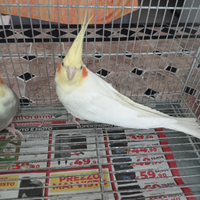 Pappagalli calopsite