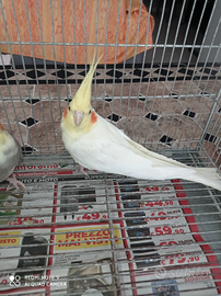 Pappagalli calopsite