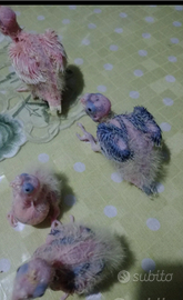 Calopsite da imbecco