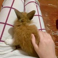 Coniglio nano ariete testa di leone