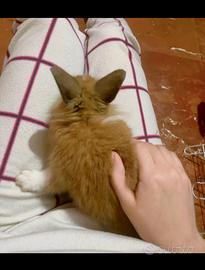 Coniglio nano ariete testa di leone