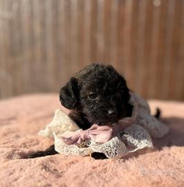 Minnie cucciola maltipoo