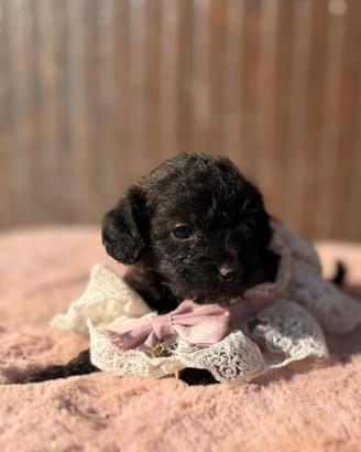 Minnie cucciola maltipoo