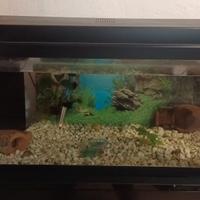 Acquario Haquoss evolution 80L