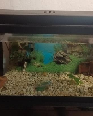 Acquario Haquoss evolution 80L