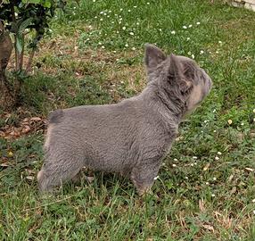 Cuccioli di bulldog francese