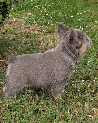 Cuccioli di bulldog francese