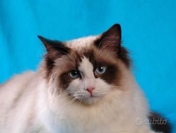 Maschio Ragdoll seal bicolor per accoppiamento