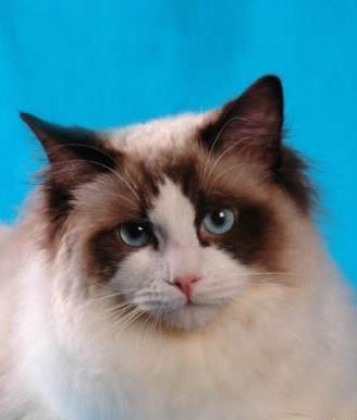 Maschio Ragdoll seal bicolor per accoppiamento