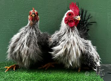 Galline ornamentali e Fagiani