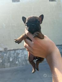 Bulldog francese