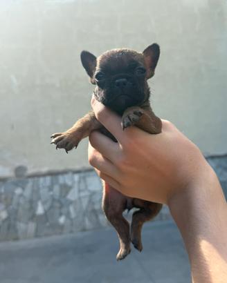 Bulldog francese