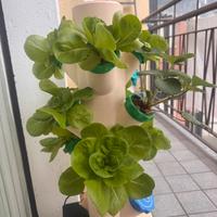 🌱 Serra Idroponica – Coltiva tutto l’anno! 🌱