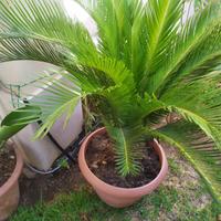 Cicas - Cycas revoluta