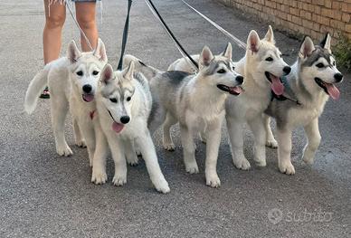 Cuccioli Siberian husky