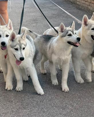 Cuccioli Siberian husky