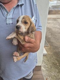 Cuccioli di segugio maremmano