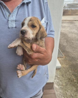 Cuccioli di segugio maremmano