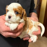Cuccioli di cavalier king