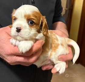 Cuccioli di cavalier king