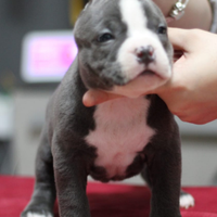 American Bully