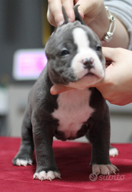 American Bully