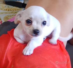 Chihuahua toy