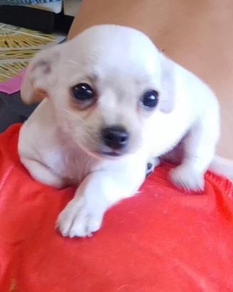 Chihuahua toy