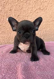 Cuccioli di bulldog francese