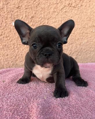 Cuccioli di bulldog francese