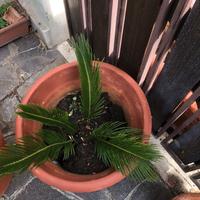 Cycas in vaso di coccio