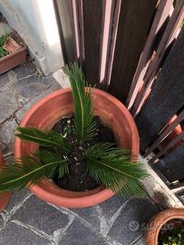 Cycas in vaso di coccio
