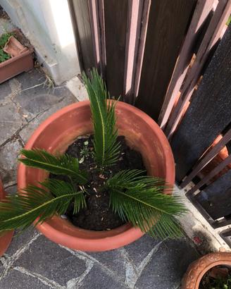 Cycas in vaso di coccio