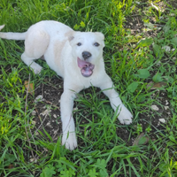 Cuccioli taglia grande